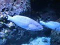 DSC04234 - Copy
